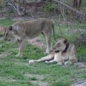 ZMB NOR SouthLuangwa 2016DEC10 NP 054 : 2016, 2016 - African Adventures, Africa, Date, December, Eastern, Month, National Park, Northern, Places, South Luangwa, Trips, Year, Zambia